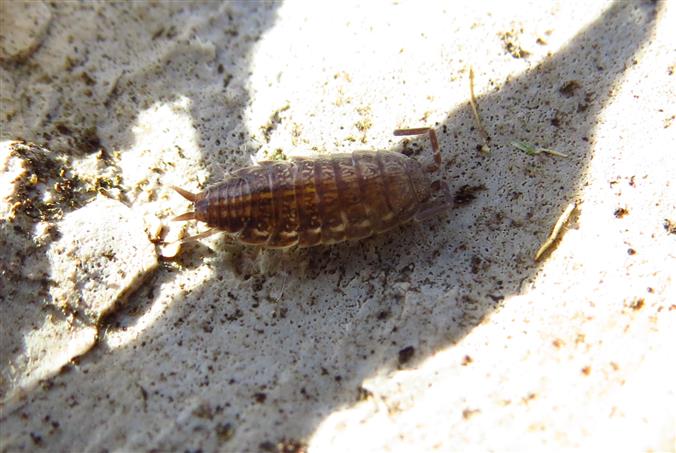 Another Isopoda for ID:  Chaetophiloscia sp. (Philosciidae)